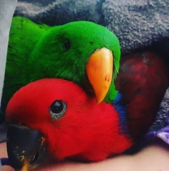 Meet your Posher, Mel - Picture 1 of 1